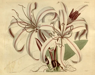 Crinum amabile